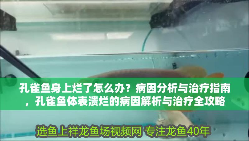 孔雀魚身上爛了怎么辦？病因分析與治療指南，孔雀魚體表潰爛的病因解析與治療全攻略