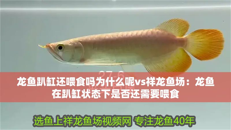 龍魚趴缸還喂食嗎為什么呢vs祥龍魚場：龍魚在趴缸狀態下是否還需要喂食 龍魚趴缸還喂食嗎為什么呢vs祥龍魚場：龍魚在趴缸狀態下是否還需要喂食 vs祥龍魚場 第2張