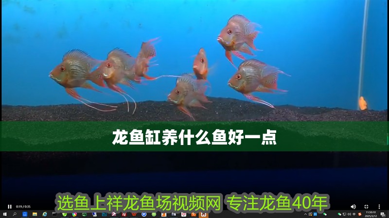 龍魚缸養什么魚好一點