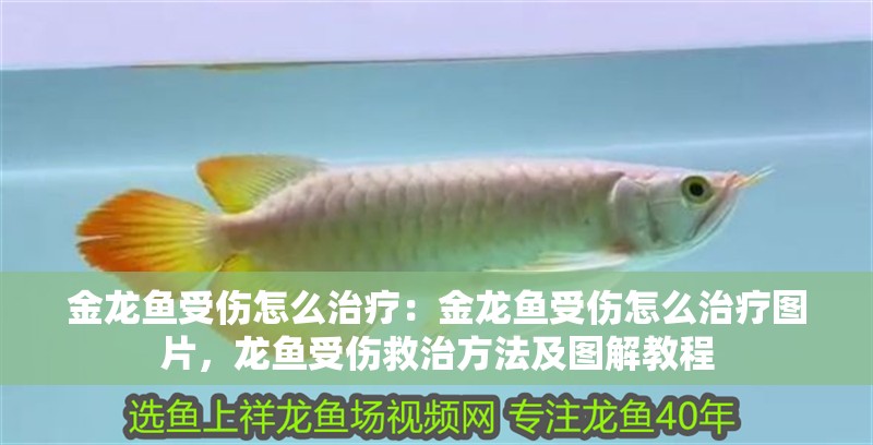 金龍魚受傷怎么治療：金龍魚受傷怎么治療圖片，龍魚受傷救治方法及圖解教程 金龍魚受傷怎么治療：金龍魚受傷怎么治療圖片，龍魚受傷救治方法及圖解教程 水族問答
