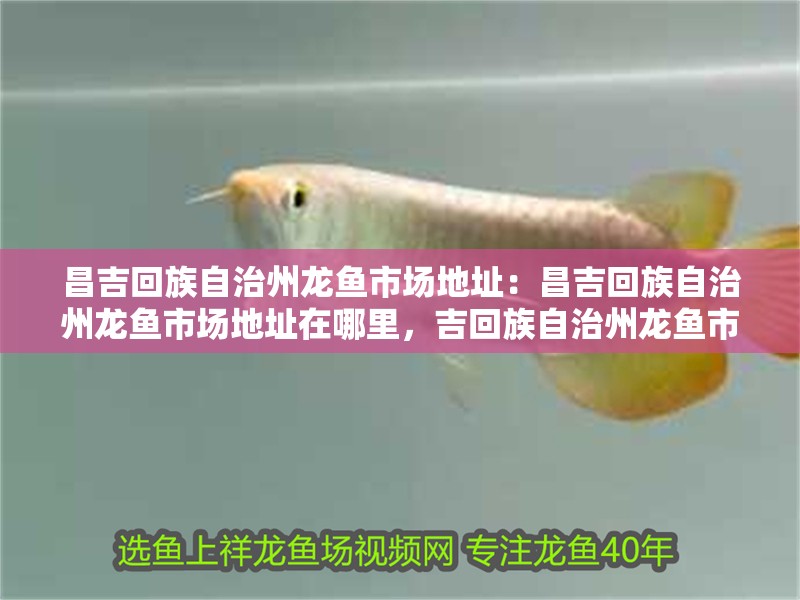 昌吉回族自治州龍魚市場地址：昌吉回族自治州龍魚市場地址在哪里，吉回族自治州龍魚市場具體地址查詢