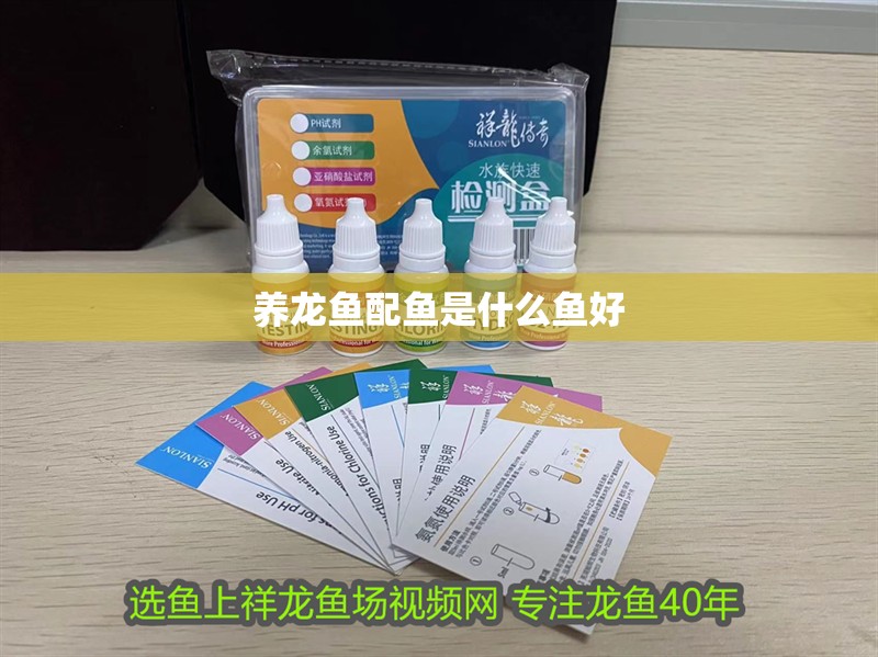 養龍魚配魚是什么魚好