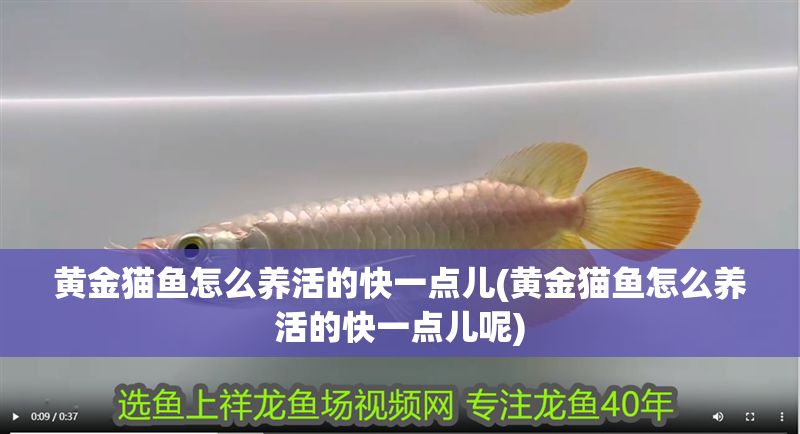 黃金貓魚怎么養(yǎng)活的快一點兒(黃金貓魚怎么養(yǎng)活的快一點兒呢)