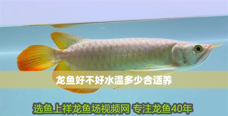 龍魚好不好水溫多少合適養