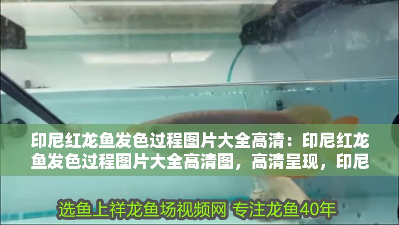 印尼紅龍魚發(fā)色過程圖片大全高清：印尼紅龍魚發(fā)色過程圖片大全高清圖，高清呈現(xiàn)，印尼紅龍魚發(fā)色過程全圖鑒