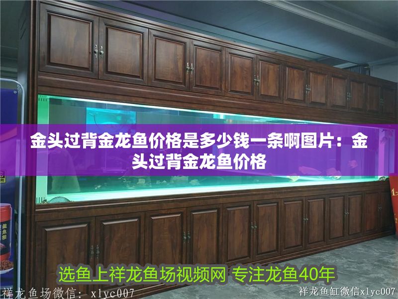金頭過背金龍魚價格是多少錢一條啊圖片：金頭過背金龍魚價格
