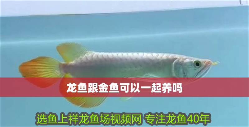 龍魚跟金魚可以一起養(yǎng)嗎