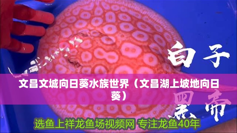 文昌文城向日葵水族世界（文昌湖上坡地向日葵） 文昌文城向日葵水族世界（文昌湖上坡地向日葵） 全國水族館企業名錄 第2張