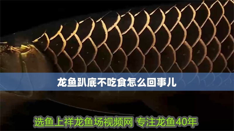 龍魚趴底不吃食怎么回事兒