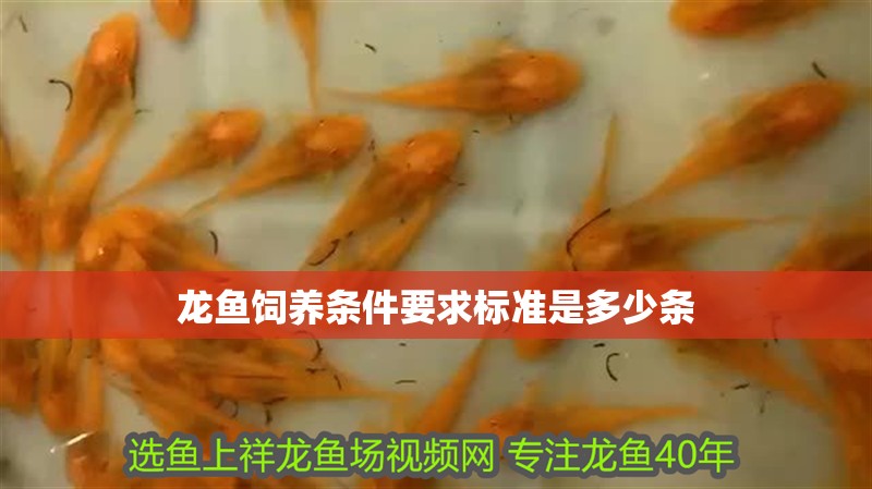 龍魚飼養條件要求標準是多少條 龍魚飼養條件要求標準是多少條 龍魚百科 第3張