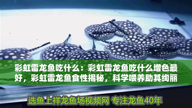 彩虹雷龍魚吃什么：彩虹雷龍魚吃什么增色最好，彩虹雷龍魚食性揭秘，科學喂養助其絢麗增 彩虹雷龍魚吃什么：彩虹雷龍魚吃什么增色最好，彩虹雷龍魚食性揭秘，科學喂養助其絢麗增 水族問答
