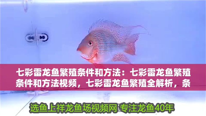 七彩雷龍魚繁殖條件和方法:七彩雷龍魚繁殖條件和方法視頻,七彩雷龍魚繁殖全解析,條件與實操方法視頻 水族問答 七彩雷龍魚繁殖條件和方法:七彩雷龍魚繁殖條件和方法視頻,七彩雷龍魚繁殖全解析,條件與實操方法視頻 七彩雷龍魚繁殖條件和方法:七彩雷龍魚繁殖條件和方法視頻,七彩雷龍魚繁殖全解析,條件與實操方法視頻 水族問答