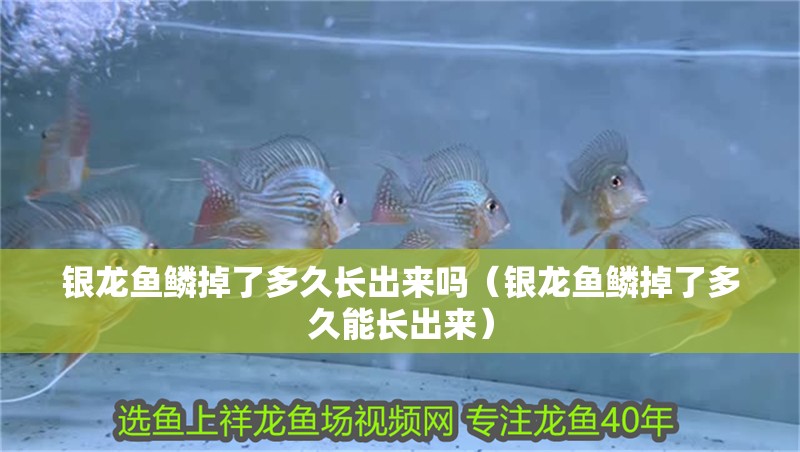 銀龍魚鱗掉了多久長出來嗎（銀龍魚鱗掉了多久能長出來）