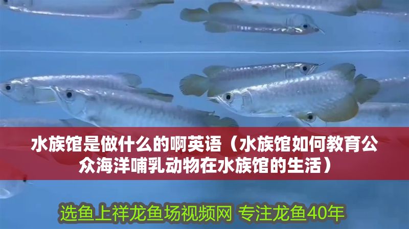 水族館是做什么的啊英語（水族館如何教育公眾海洋哺乳動物在水族館的生活）