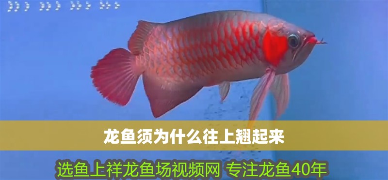 龍魚須為什么往上翹起來(lái) 龍魚百科 第2張 龍魚須為什么往上翹起來(lái) 龍魚須為什么往上翹起來(lái) 龍魚百科 第2張