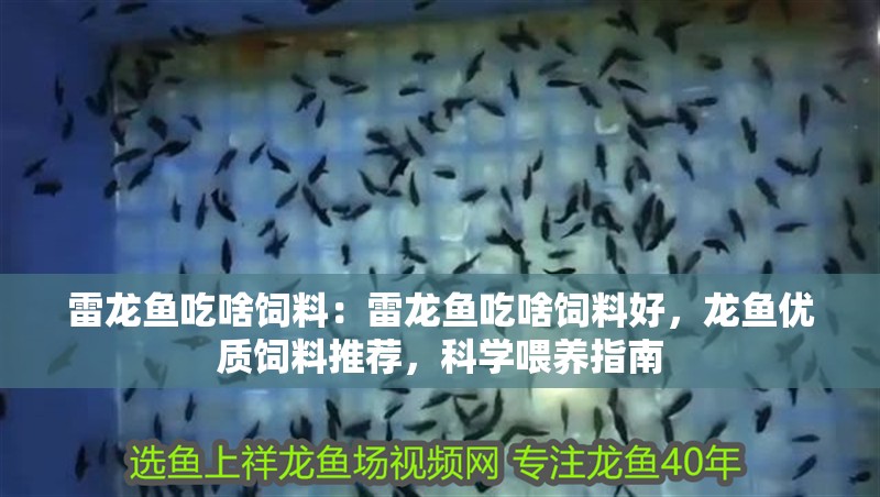 雷龍魚吃啥飼料：雷龍魚吃啥飼料好，龍魚優質飼料推薦，科學喂養指南