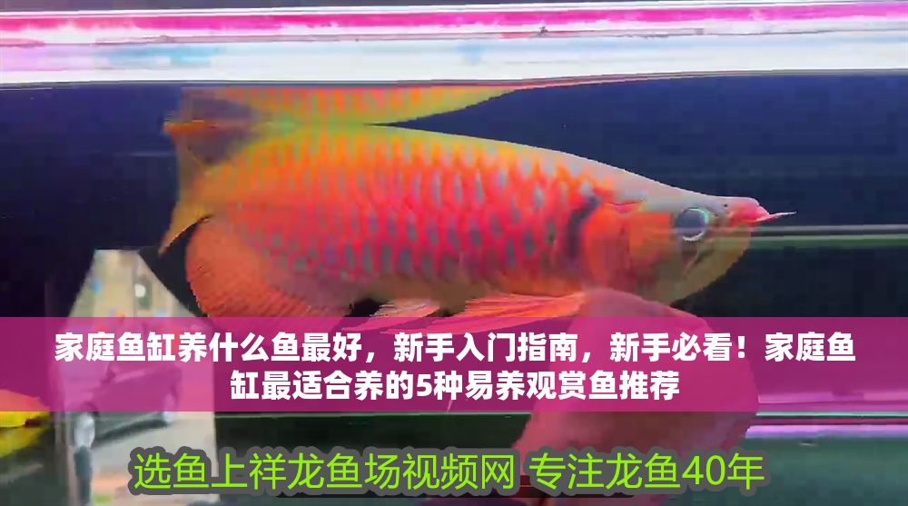 家庭魚缸養(yǎng)什么魚最好，新手入門指南，新手必看！家庭魚缸最適合養(yǎng)的5種易養(yǎng)觀賞魚推薦
