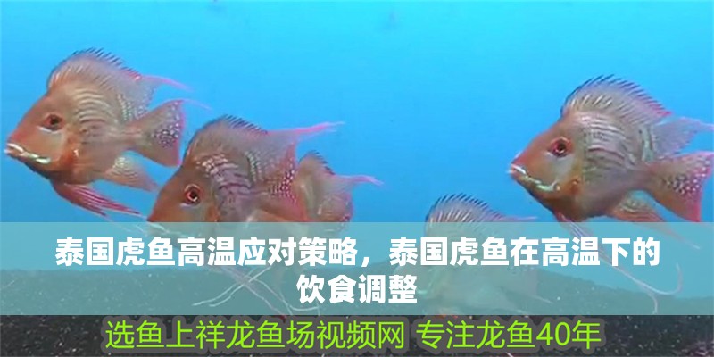 泰國虎魚高溫應對策略，泰國虎魚在高溫下的飲食調整 泰國虎魚高溫應對策略，泰國虎魚在高溫下的飲食調整 虎魚百科