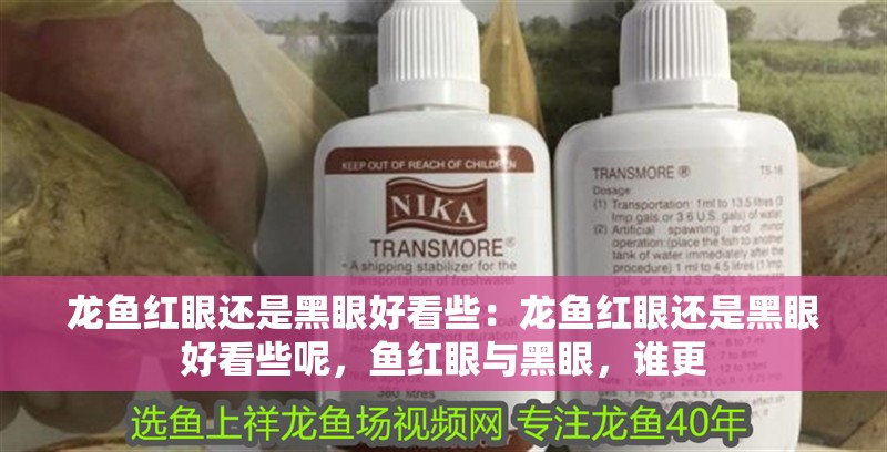 龍魚紅眼還是黑眼好看些：龍魚紅眼還是黑眼好看些呢，魚紅眼與黑眼，誰更
