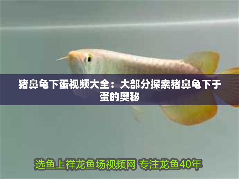 豬鼻龜下蛋視頻大全：大部分探索豬鼻龜下于蛋的奧秘