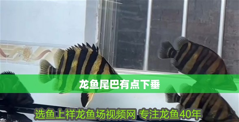 龍魚尾巴有點下垂