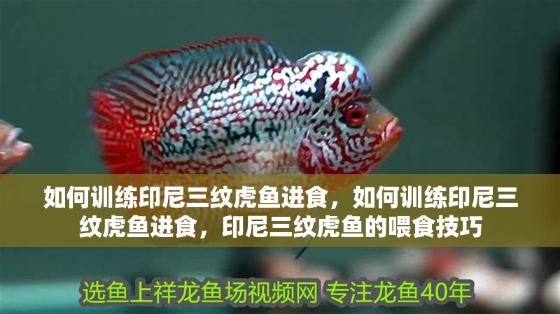 如何訓練印尼三紋虎魚進食，如何訓練印尼三紋虎魚進食，印尼三紋虎魚的喂食技巧