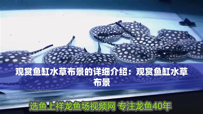 觀賞魚缸水草布景的詳細(xì)介紹：觀賞魚缸水草布景
