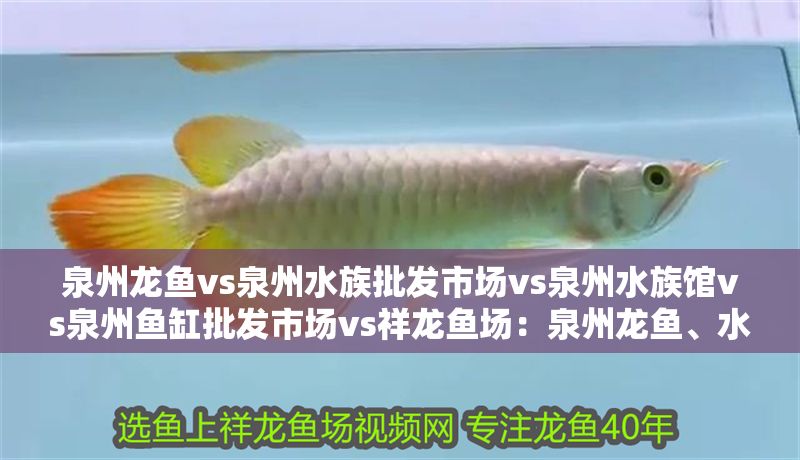 泉州龍魚vs泉州水族批發(fā)市場vs泉州水族館vs泉州魚缸批發(fā)市場vs祥龍魚場：泉州龍魚、水族批發(fā)市場、水族館及魚缸批發(fā)市場 泉州龍魚vs泉州水族批發(fā)市場vs泉州水族館vs泉州魚缸批發(fā)市場vs祥龍魚場：泉州龍魚、水族批發(fā)市場、水族館及魚缸批發(fā)市場 祥龍魚場各市分站 第1張