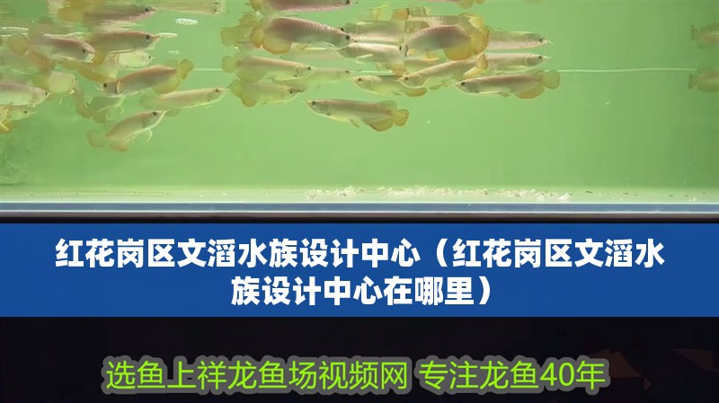 紅花崗區文滔水族設計中心（紅花崗區文滔水族設計中心在哪里） 紅花崗區文滔水族設計中心（紅花崗區文滔水族設計中心在哪里） 全國水族館企業名錄 第2張