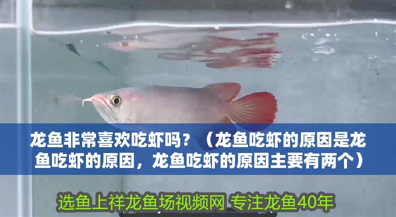 龍魚非常喜歡吃蝦嗎？（龍魚吃蝦的原因是龍魚吃蝦的原因，龍魚吃蝦的原因主要有兩個）