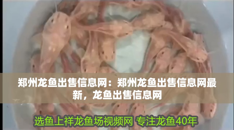 鄭州龍魚出售信息網：鄭州龍魚出售信息網最新，龍魚出售信息網