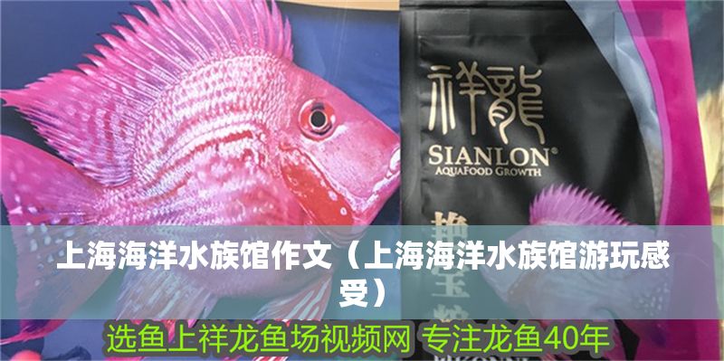 上海海洋水族館作文（上海海洋水族館游玩感受）