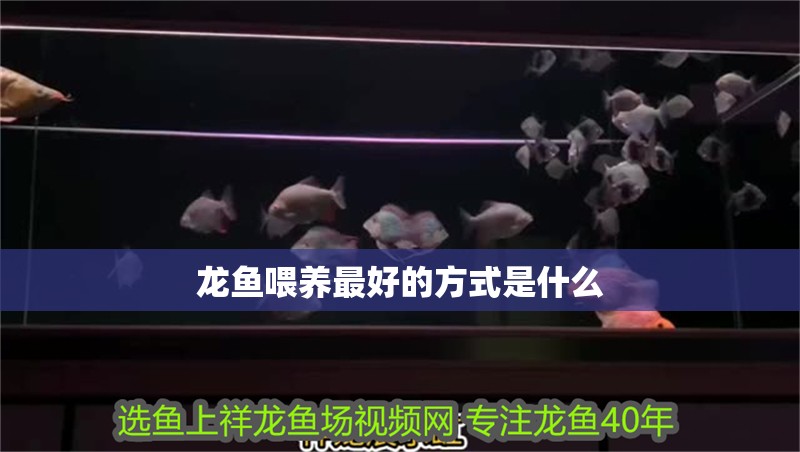 龍魚喂養最好的方式是什么