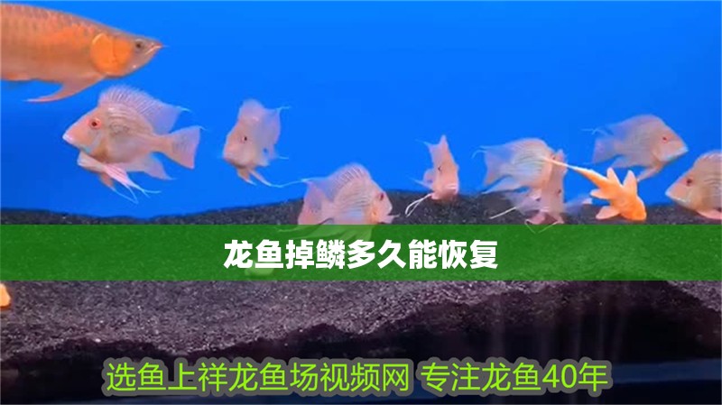 龍魚掉鱗多久能恢復 龍魚掉鱗多久能恢復 龍魚百科 第4張