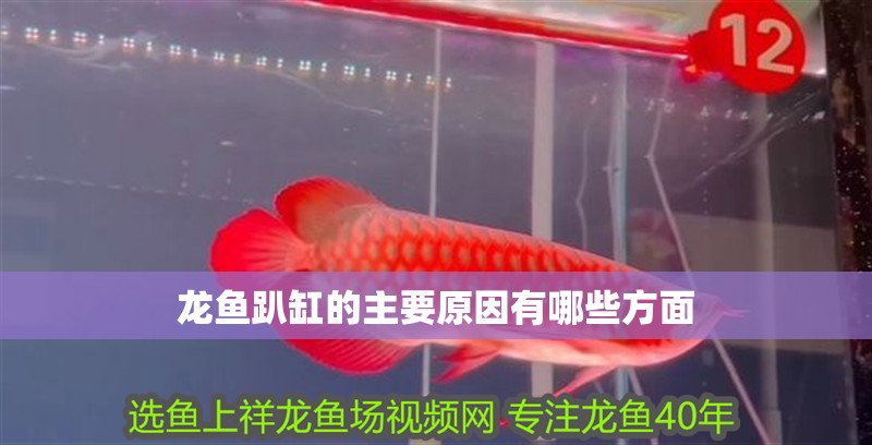 龍魚趴缸的主要原因有哪些方面