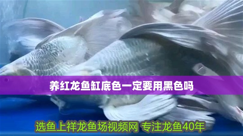 養紅龍魚缸底色一定要用黑色嗎