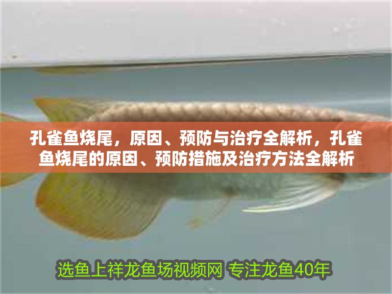 孔雀魚燒尾，原因、預(yù)防與治療全解析，孔雀魚燒尾的原因、預(yù)防措施及治療方法全解析