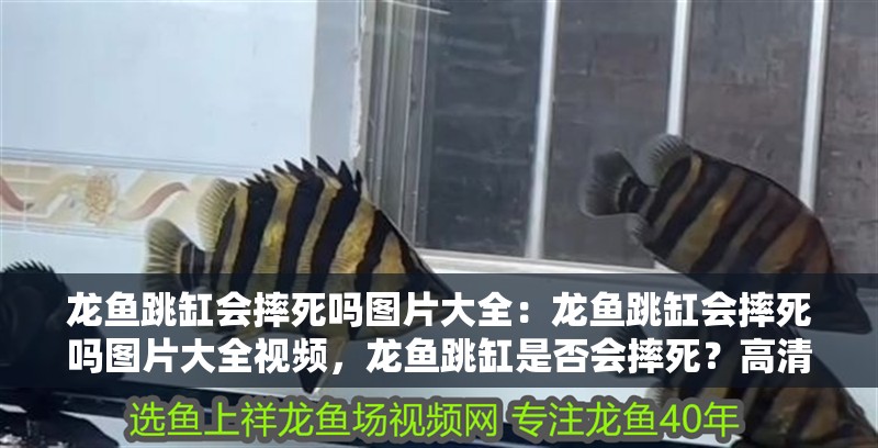 龍魚(yú)跳缸會(huì)摔死嗎圖片大全：龍魚(yú)跳缸會(huì)摔死嗎圖片大全視頻，龍魚(yú)跳缸是否會(huì)摔死？高清圖片與視頻全解析