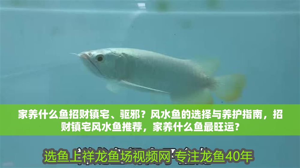 家養什么魚招財鎮宅、驅邪？風水魚的選擇與養護指南，招財鎮宅風水魚推薦，家養什么魚最旺運？