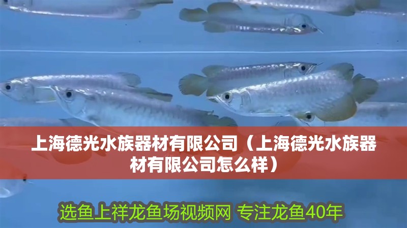 上海德光水族器材有限公司(上海德光水族器材有限公司怎么樣) 全國水族館企業名錄 第2張 上海德光水族器材有限公司(上海德光水族器材有限公司怎么樣) 上海德光水族器材有限公司(上海德光水族器材有限公司怎么樣) 全國水族館企業名錄 第2張