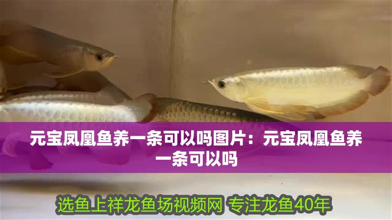 元寶鳳凰魚養(yǎng)一條可以嗎圖片：元寶鳳凰魚養(yǎng)一條可以嗎