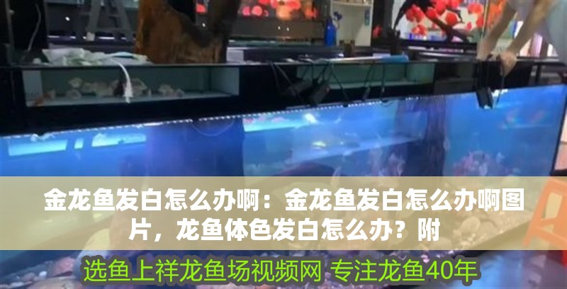 金龍魚發(fā)白怎么辦啊：金龍魚發(fā)白怎么辦啊圖片，龍魚體色發(fā)白怎么辦？附 金龍魚發(fā)白怎么辦啊：金龍魚發(fā)白怎么辦啊圖片，龍魚體色發(fā)白怎么辦？附 水族問答