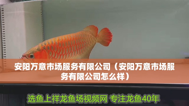 安陽萬意市場服務(wù)有限公司（安陽萬意市場服務(wù)有限公司怎么樣）