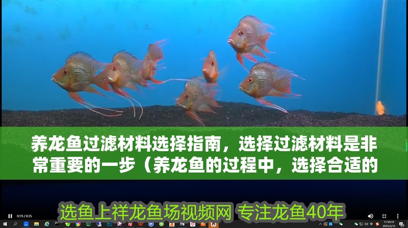養龍魚過濾材料選擇指南，選擇過濾材料是非常重要的一步（養龍魚的過程中，選擇合適的過濾材料是非常重要的一步）