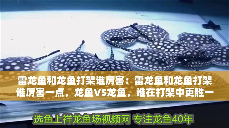 雷龍魚和龍魚打架誰厲害：雷龍魚和龍魚打架誰厲害一點，龍魚VS龍魚，誰在打架中更勝一籌