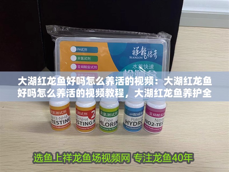大湖紅龍魚好嗎怎么養活的視頻：大湖紅龍魚好嗎怎么養活的視頻教程，大湖紅龍魚養護全攻略，從選購到喂養的視頻 大湖紅龍魚好嗎怎么養活的視頻：大湖紅龍魚好嗎怎么養活的視頻教程，大湖紅龍魚養護全攻略，從選購到喂養的視頻 水族問答