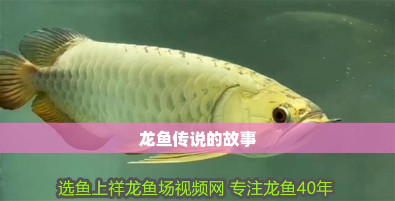 龍魚傳說的故事