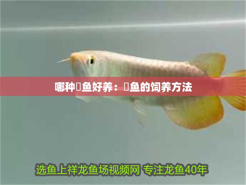 哪種魟魚好養(yǎng):魟魚的飼養(yǎng)方法