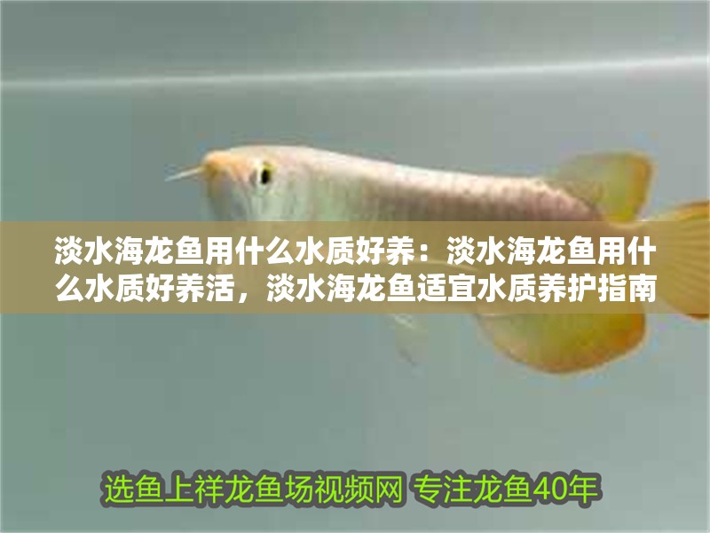 淡水海龍魚用什么水質(zhì)好養(yǎng)：淡水海龍魚用什么水質(zhì)好養(yǎng)活，淡水海龍魚適宜水質(zhì)養(yǎng)護(hù)指南 淡水海龍魚用什么水質(zhì)好養(yǎng)：淡水海龍魚用什么水質(zhì)好養(yǎng)活，淡水海龍魚適宜水質(zhì)養(yǎng)護(hù)指南 水族問答