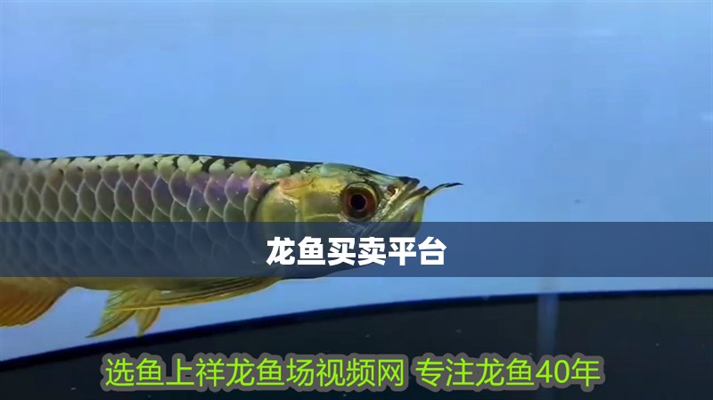 龍魚買賣平臺(tái)